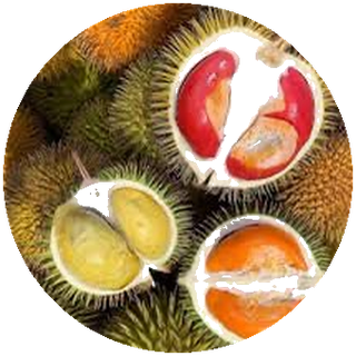 甘榜土榴莲 Kampung Durian KAMPUNG — 马来西亚榴莲品种