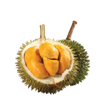 朱雀 Hock Beng D13 — 马来西亚榴莲品种